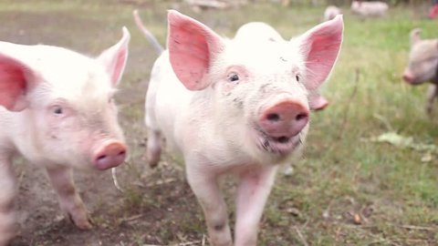 Funny cute little piglets at an animal farm. Little piglets household. Lovely pets.