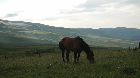 horse grazing in alpine meadows