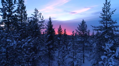 AERIAL CLOSE UP Flying trough snowy spruce forest treetops at gorgeous winter sunset. Stunning reddish sunrise behind the endless winter forest covered in fresh snow. Winter pine forest under pink sky
