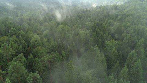 AERIAL: Flying above foggy pine forest treetops. Thick misty clouds rising from lush spruce forest on cold morning day. Creepy fog and mist wrapping green pine forest in early autumn morning.