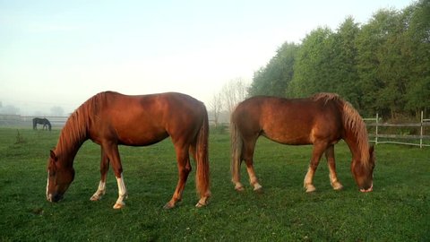Horses grazing on green field at livestock farm. Horse eating grass on pasture