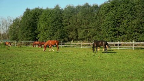 Black and brown horses grazing on green pasture at livestock farm. Horse eating grass at rural field