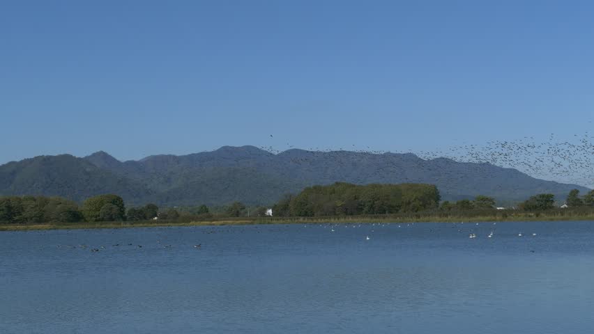 A group of migratory birds that visited the Ramsar site registered wetland. _1
