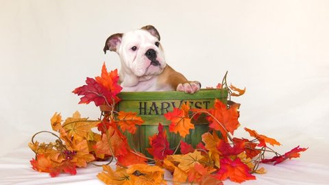 cute puppy english bulldog in autumn harvest basket