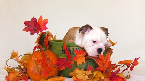 english bulldog puppy in autumn basket chews on everything