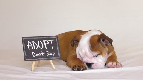 english bulldog puppy knocks over adopt dont shop sign cute