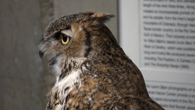 Tight HD clip of a the head and shoulders of a horned owl on display inside a local nature center