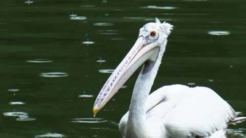 Spot-billed pelican under the rain in Thailand