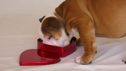 bulldog puppy looking for love in wrong place valentine heart box pushed around