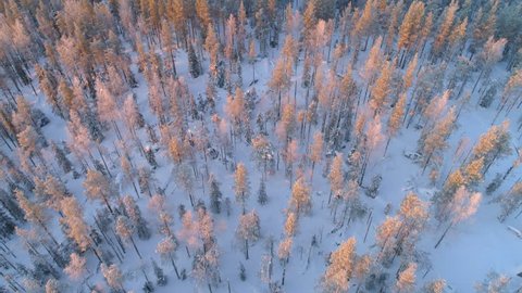 AERIAL CLOSE UP: Flying above snowy pine trees in winter forest at golden sunset. Gold sunrays shining on pine forest covered in snow at winter sunrise. Sun setting behind white snowy conifer woods