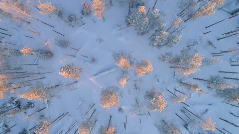 AERIAL TOP DOWN CLOSE UP: Flying above snowy pine trees at golden winter sunset. Gold sunbeams shining on pine forest covered in snow at winter sunrise. White snowy conifer woods at crack of dawn