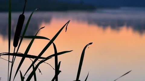 Silhouette bulrush on sunset river, stem growing near water. Fog over the river.