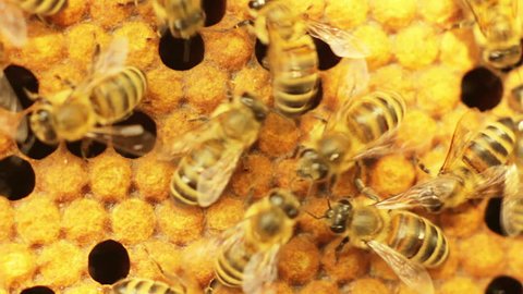 Close-up view of bees in honeycombs. DoF.