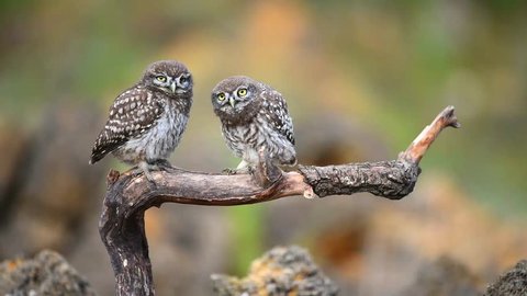 Two little owls on a stick.  Athene noctua