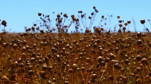 buckwheat harvesting