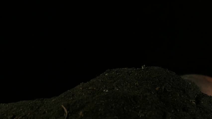 Zombie Halloween hand rises from graves