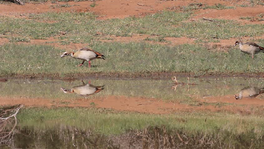 Egyptian Geese