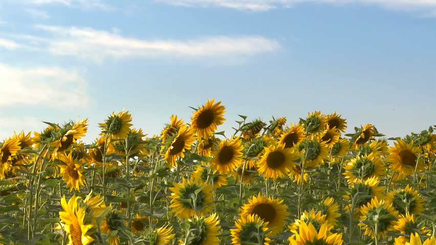 Sunflowers Stock Footage Video 100 Royalty Free 3155995