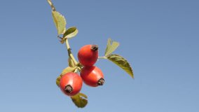 Slow motion of red Rosa canina against blue sky 1080p FullHD tilting footage - Rose hips on the wind slow-mo 1920X1080 HD video