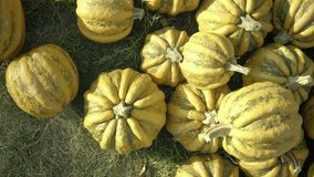Pumpkin harvesting. Halloween pumpkins. Orange vegetable for pumpkin soup and other squash products. Autumn rural rustic background with vegetable marrow. Various types and shapes of gourds.