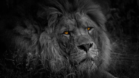 Lion Turns Around With Fiery Eyes Abstract