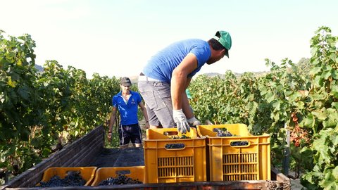 winegrowers loading grape's boxes on the small van- South of Italy
