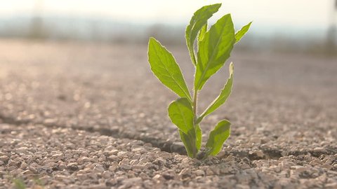 Green plant breaks through the asphalt, as a symbol of perseverance and success.