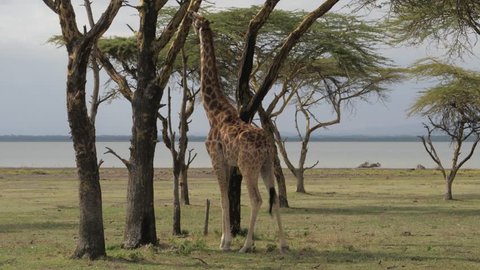 The giraffe eats the acacia bark and makes efforts to tear it from the tree. African Savannah Reserve of the Masai Mara. 4K