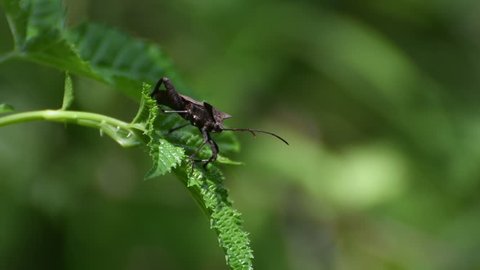 A coreid bug(Melypteryx fuliginosa) turns around and shows its back on the wild berry leaf (Rubus crataegifolius Bunge) (CLOSEUP)