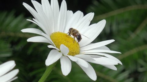 bee on white marguerite in the nature 