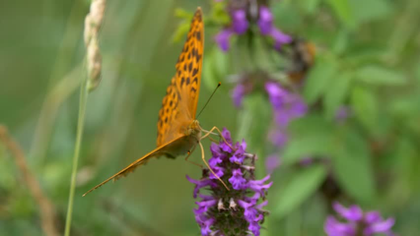 Silver-washed fritillary (Argynnis paphia)