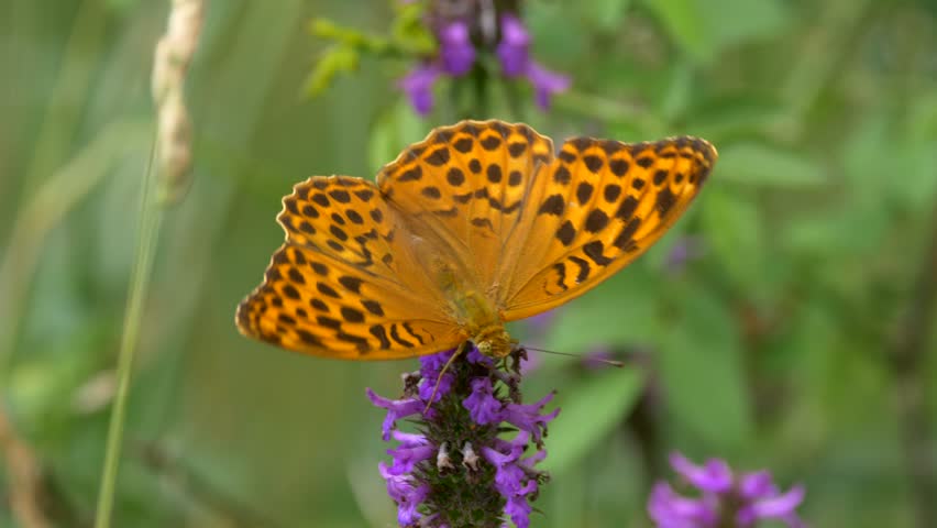 Silver-washed Fritillary on Violet Flower image - Free stock photo ...