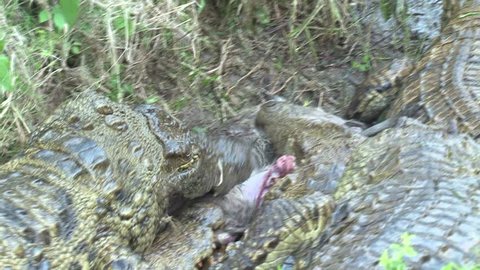 Numerous crocodiles fighting over a dead Duiker