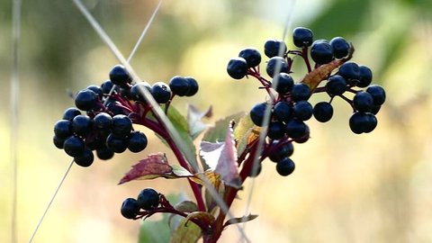 Ripe elderberry berries.