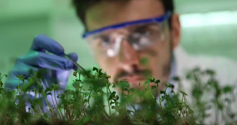 Busy Biologist Man Working on Modified Plants Seedlings Close Up in Laboratory