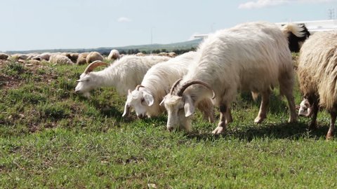 A herd of grazing white uncultivated sheep in Georgia.Video of a group of sheeps grazing in the field and walking away from the camera.