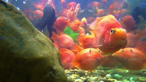 Goldfish in the aquarium,Lots of beautiful swimming