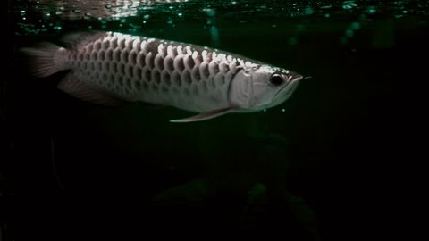 Fish Arowana (fish dragon) float and swim showing it beautiful and shining scale is fish of good luck, according to Asian beliefs.