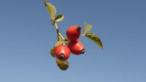 Healthy red rose hips on the wind 4K 2160p 30fps UltraHD footage - Rosa canina berries and blue sky close-up 3840X2160 UHD video