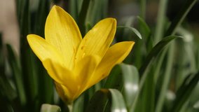 Tiny yellow daffodil plant  shallow DOF 4K 2160p 30fps UltraHD footage - Close-up petals of Lily-of-the-field 3840X2160 UHD video