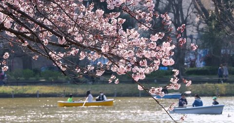 Blooming cherry blossoms and boats at Ueno park, Tokyo, Japan