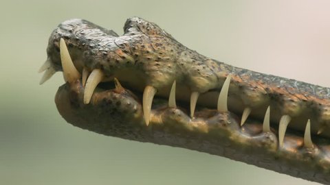 Gharial jaws (Gavialis gangeticus) 