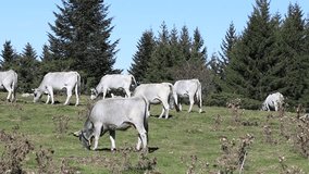 Herd of gascon cows in Pyrenees, Occitanie in south of France
