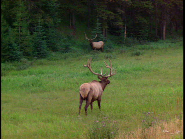 Two bull elk grazing in an alpine meadow Banff National Park Canada
