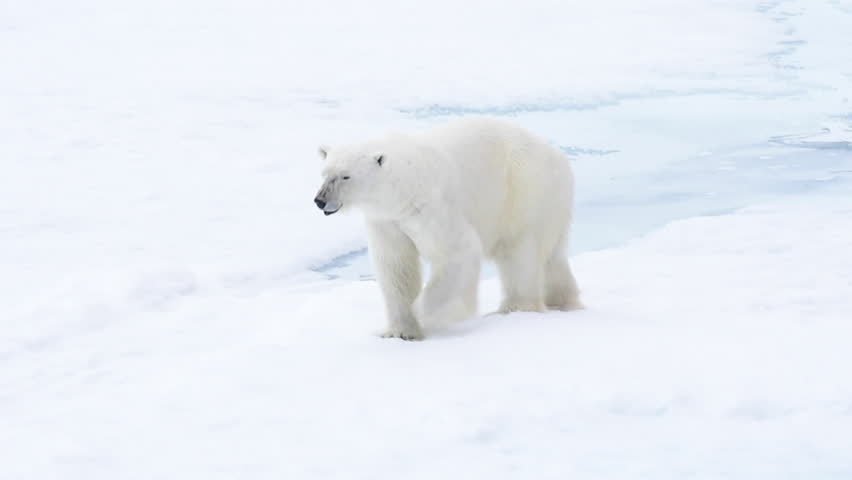 Polar bear walking in an arctic. Royalty-Free Stock Footage #31621282