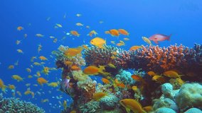 Colorful Beauty Underwater World. Picture of the beauty underwater colorful fishes and beautiful soft and hard corals in the tropical reef of the Red Sea, Dahab, Egypt.