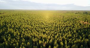 Aerial drone footage of forest