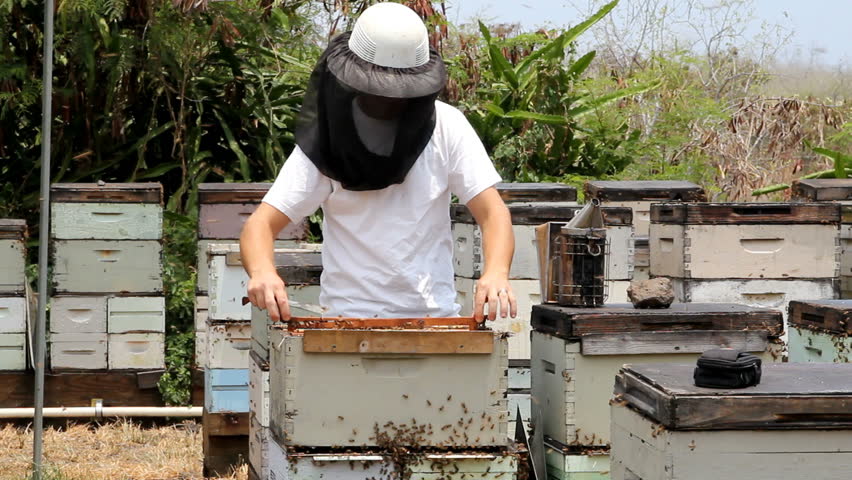 Beekeeper working with bee frame 