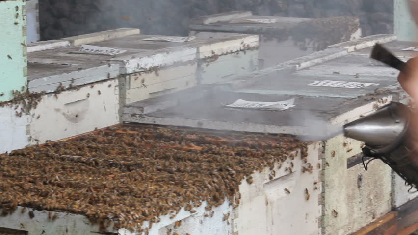 beekeeper calming bees with smoke at a bee yard in Hawaii