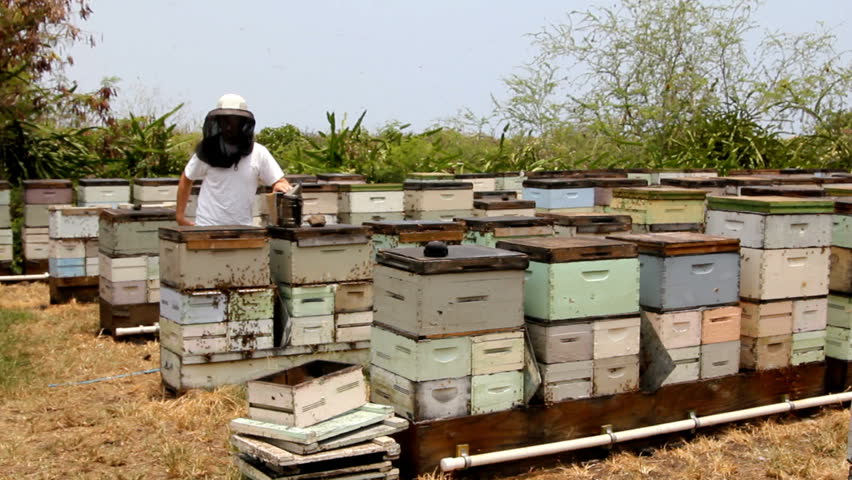 Beekeeper working in bee yard with boxes